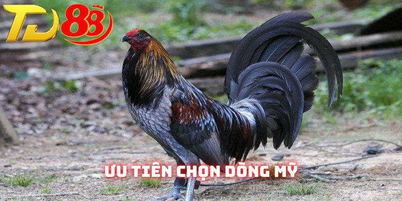 Dòng kê Mỹ luôn trở thành sự ưu tiên