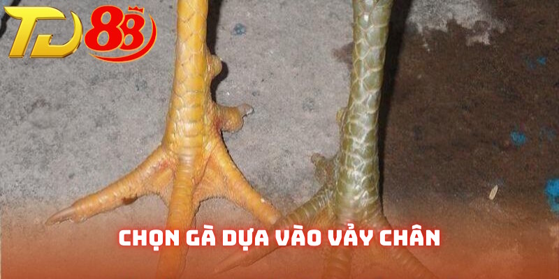Cách chọn gà đá hay theo vảy chân