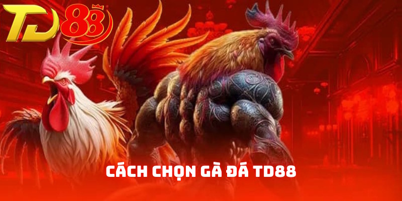 Nêu bật nguyên nhân áp dụng cách chọn gà đá