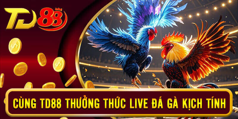 Theo dõi các trận đá gà gay cấn, kịch tính qua màn live HD chất lượng